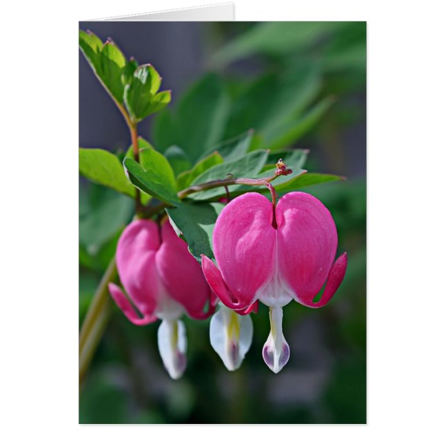 Een waar hart (Voorkant)