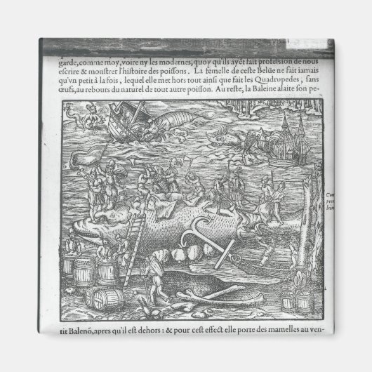 Een walvis aansluiten magneet (Voorkant)