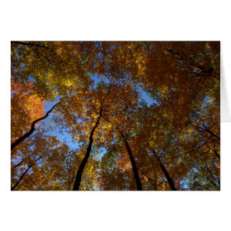 Een wandeling bij Charleston Herfsten #18