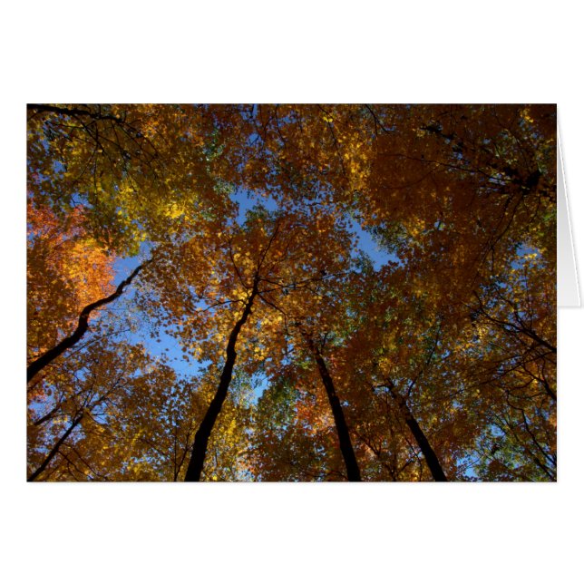 Een wandeling bij Charleston Herfsten #18 (Voorkant Horizontaal)