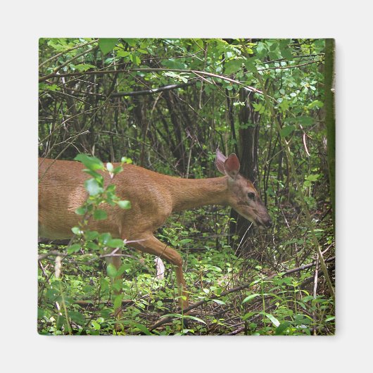 Een wandeling door het Bos Magneet (Voorkant)