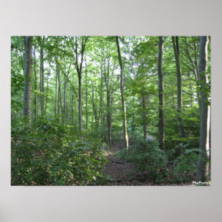 Een wandeling in de bossen poster