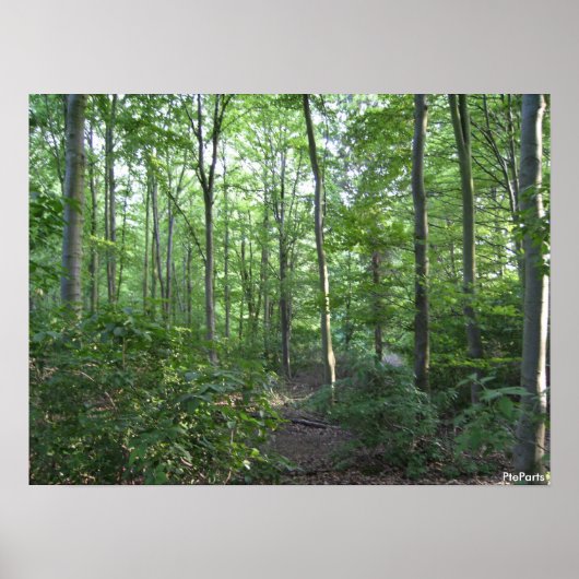 Een wandeling in de bossen poster (Voorkant)