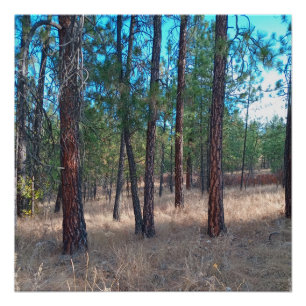 Een wandeling tussen de bomen Glossy Poster