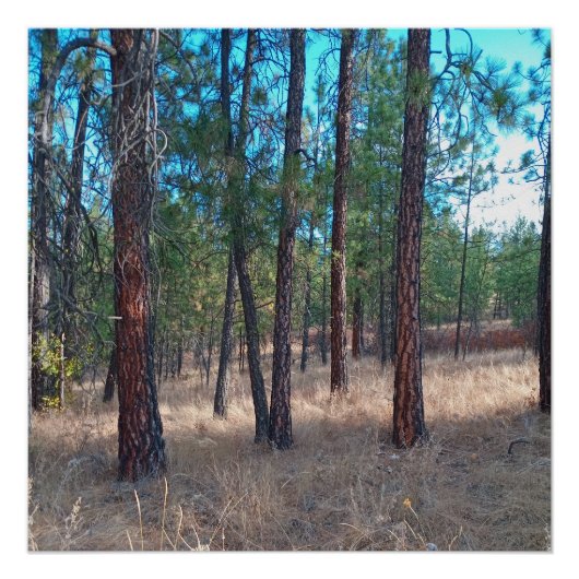 Een wandeling tussen de bomen Glossy Poster (Voorkant)