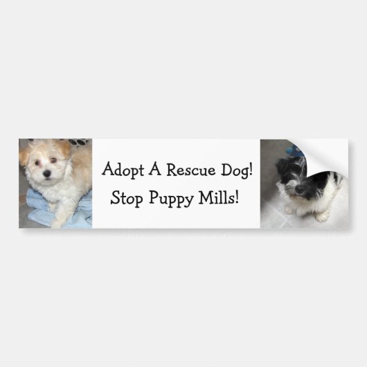 Een wapenstilstand aannemen - Havanse Puppies Bumpersticker (Voorkant)