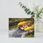 Een waterweg vol Japanse koikarpers Briefkaart (Staand voorkant)