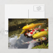 Een waterweg vol Japanse koikarpers Briefkaart (Voorkant / Achterkant)