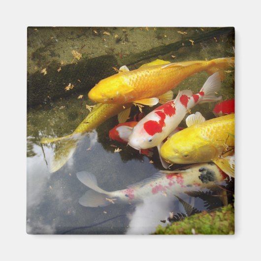 Een waterweg vol Japanse koikarpers Magneet (Voorkant)