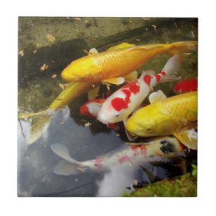 Een waterweg vol Japanse koikarpers Tegeltje