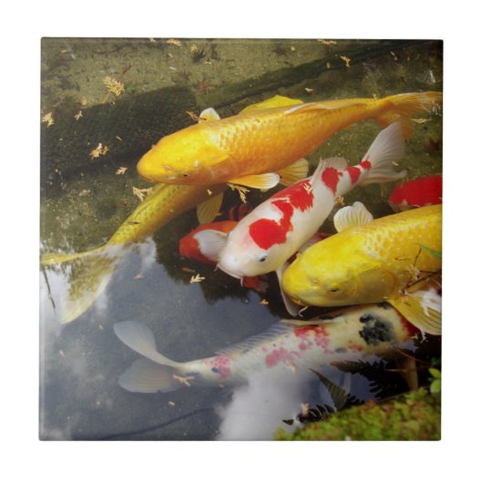 Een waterweg vol Japanse koikarpers Tegeltje (Voorkant)