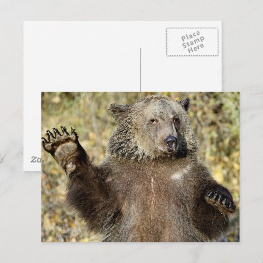 Een Waving Grizzly-Beer Briefkaart (Voorkant / Achterkant)