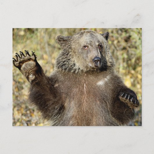Een Waving Grizzly-Beer Briefkaart (Voorkant)