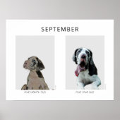 Een week één maand oude Dog Argentaal Poster (Voorkant)