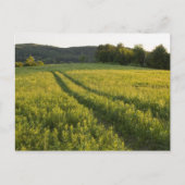 Een weg naar het boerderij in de gemeente Sabins i Briefkaart (Voorkant)