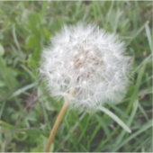 Een wens maken sticker (Voorkant)