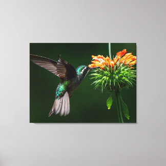 Een White Mountain-gem Smaakt de Nectar van een Bl Canvas Afdruk