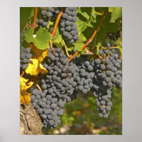 Een wijnstok met rijpe Merlot-druiventrossen - Cha
