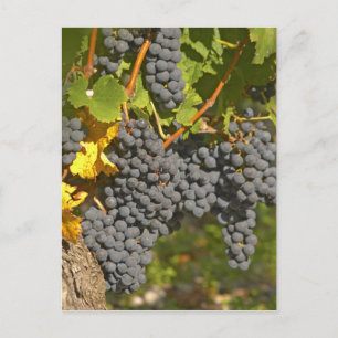 Een wijnstok met rijpe Merlot-druiventrossen - Kas Briefkaart