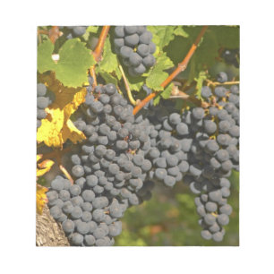 Een wijnstok met rijpe Merlot-druiventrossen - Kas Notitieblok