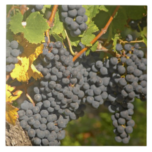 Een wijnstok met rijpe Merlot-druiventrossen - Kas Tegeltje