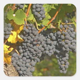 Een wijnstok met rijpe Merlot-druiventrossen - Kas Vierkante Sticker