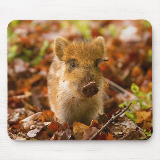 Een Wilde Boar Piglet Sus Scrofa in de herfst Leav Muismat (Voorkant)