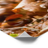 Een Wilde Boar Piglet Sus Scrofa in de herfst Leav Poster (Hoek)