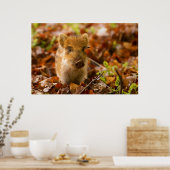 Een Wilde Boar Piglet Sus Scrofa in de herfst Leav Poster (Keuken)
