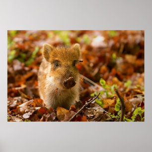 Een Wilde Boar Piglet Sus Scrofa in de herfst Leav Poster