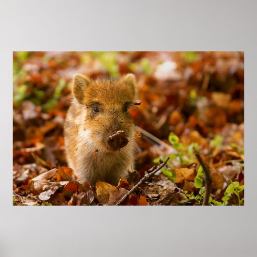 Een Wilde Boar Piglet Sus Scrofa in de herfst Leav Poster (Voorkant)