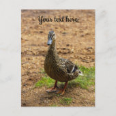 Een Wilde Eend Ansichtkaart Briefkaart (Voorkant)