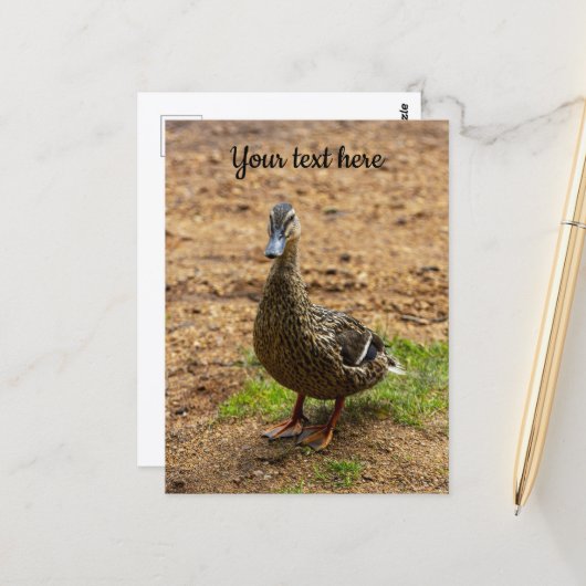 Een Wilde Eend Ansichtkaart Briefkaart (Voorkant / Achterkant in situ)