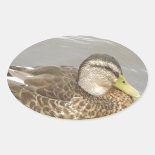 Een wilde eend zwemmen ovale sticker (Voorkant)