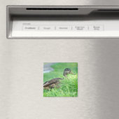 Een wilde magneet (Insitu (Vaatwasser))
