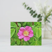 Eén wilde Roos Briefkaart (Staand voorkant)