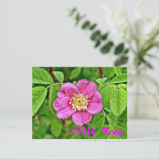 Eén wilde Roos Briefkaart (Staand voorkant)