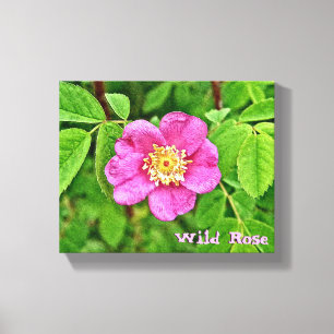 Eén wilde Roos Canvas Afdruk
