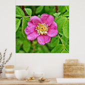 Eén wilde Roos Poster (Keuken)