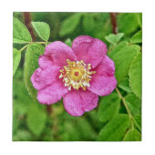 Eén wilde Roos Tegeltje (Voorkant)