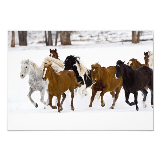 Een winter schilderachtig van hardlooppaarden foto afdruk (Voorkant)