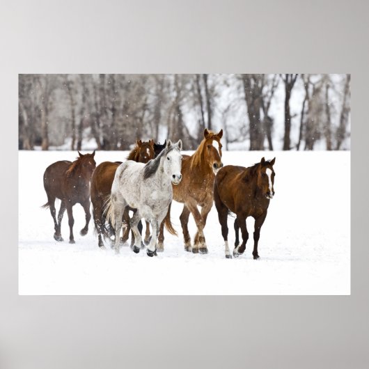 Een winter schilderachtig van renpaarden op de 2 poster (Voorkant)