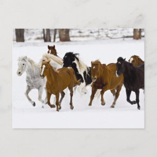 Een winters landschap met rennende paarden briefkaart