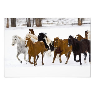 Een winters landschap met rennende paarden foto afdruk