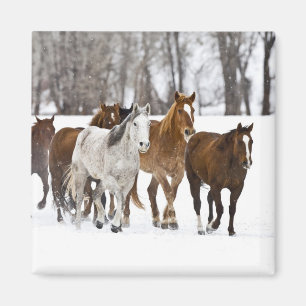 Een winters landschap met rennende paarden magneet