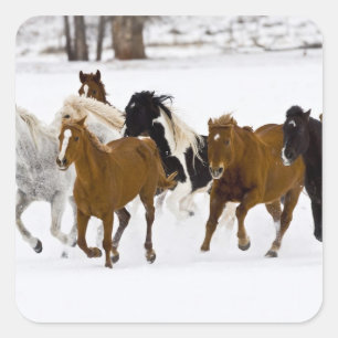 Een winters landschap met rennende paarden vierkante sticker
