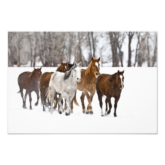 Een winters landschap van hardlopen foto afdruk (Voorkant)