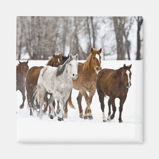 Een winters landschap van hardlopen magneet (Voorkant)