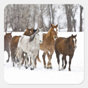 Een winters landschap van hardlopen vierkante sticker