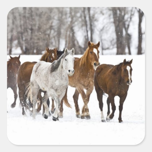Een winters landschap van hardlopen vierkante sticker (Voorkant)